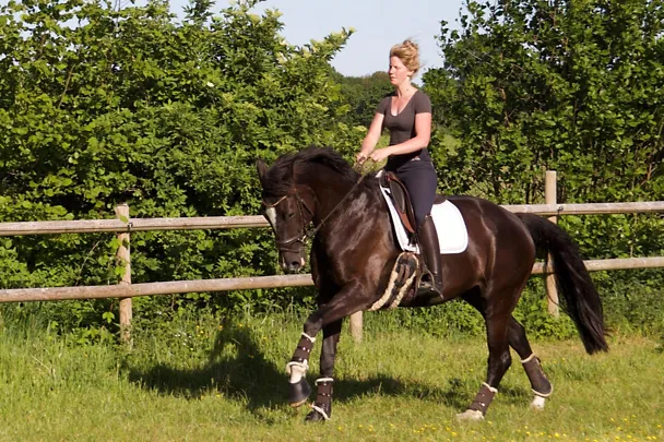 Pferd und Reiter Pferd und Reiter