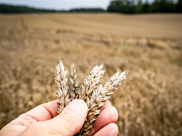 Nahaufnahme Getreideähre auf dem Feld