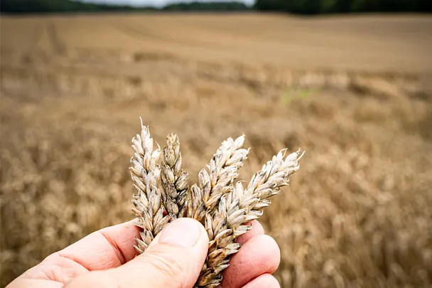 Nahaufnahme Getreideähre auf dem Feld Nahaufnahme Getreideähre auf dem Feld
