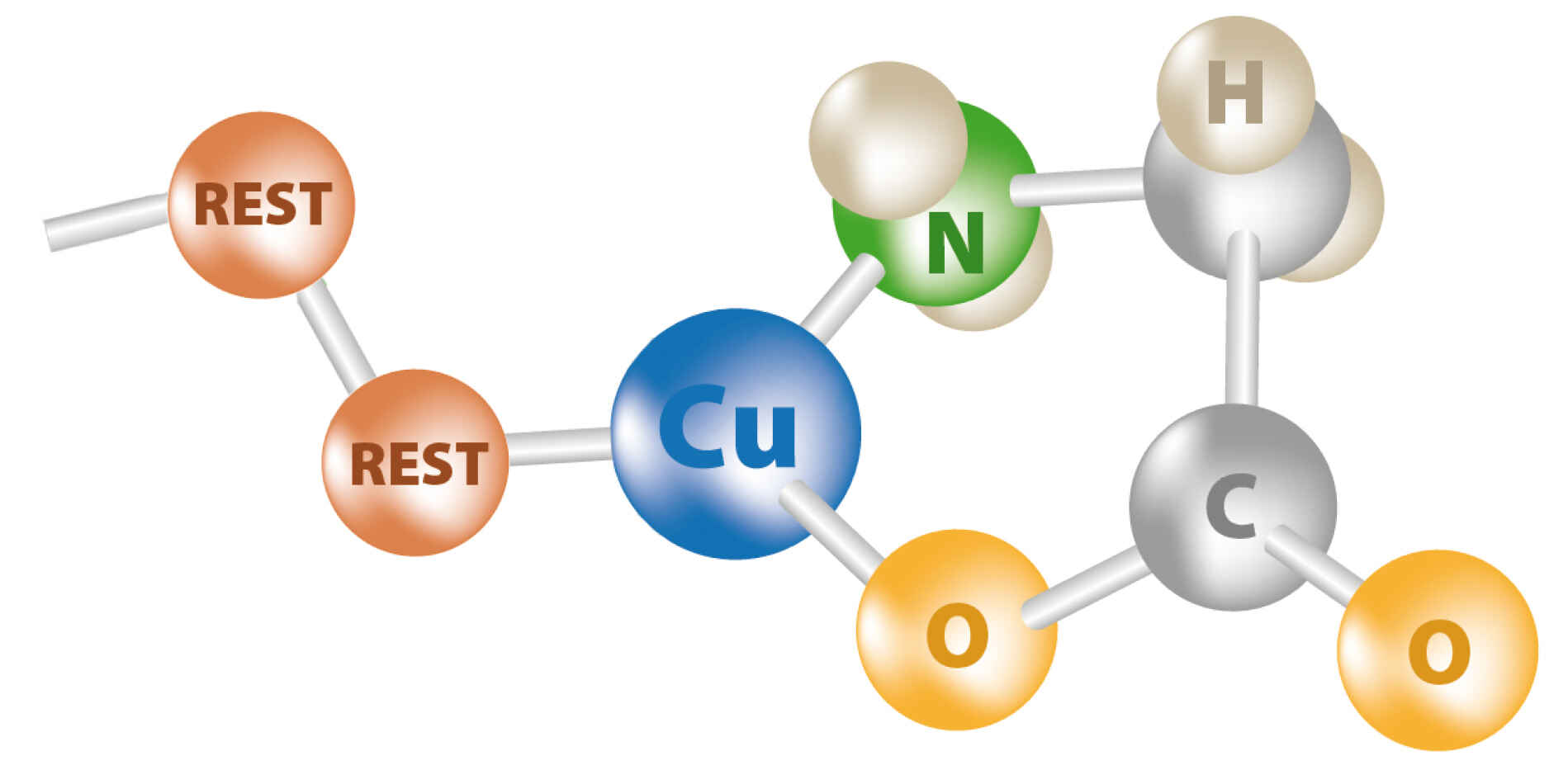 Schematische Moleküldarstellung von Cu-Glyzinat Schematische Moleküldarstellung von Cu-Glyzinat