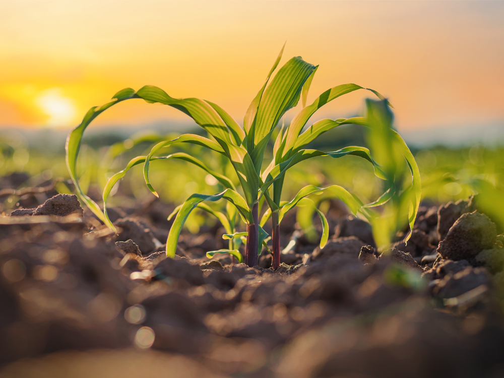 AdobeStock_436239126_ lamyai_1000x750