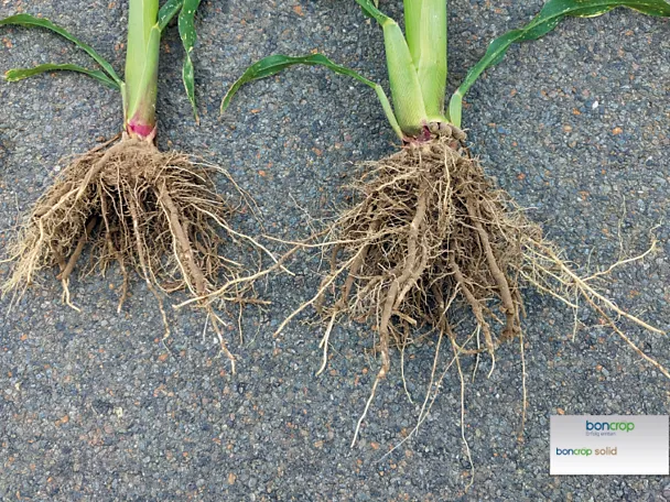 Vergleich von Maiswurzeln: Ohne Behandlung vs. boncrop solid