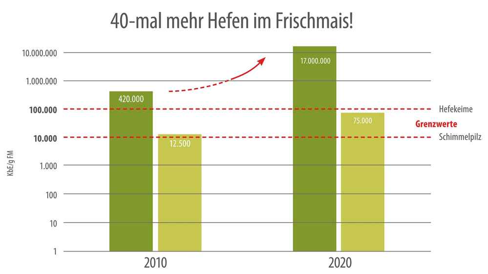 Frischmaisproben: Genau hinsehen lohnt sich!